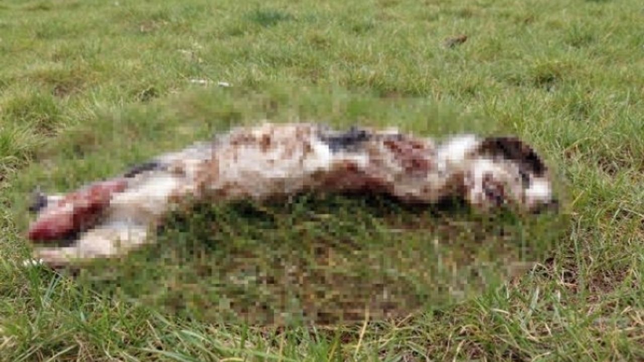 Kedi ayakları ve kulakları kesilmiş halde bulundu!