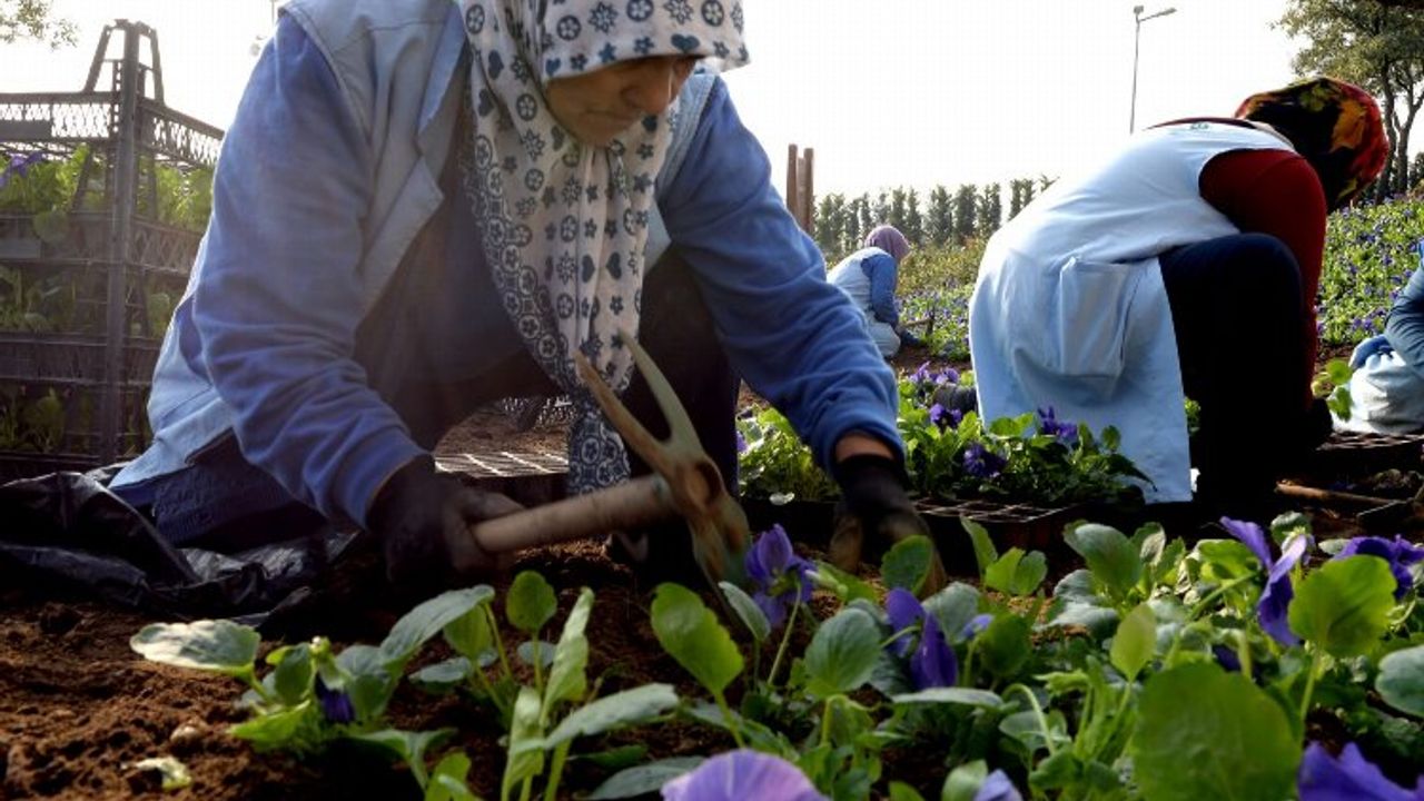 Bursa Osmangazi’de 400 bin çiçek toprakla buluşuyor