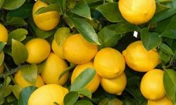 Üretici-market farkı en çok limonda! 3,5 liralık limon 17 liraya satıldı