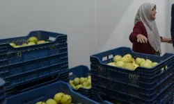 Hayriye teyze Gürsu Armudu ile girişimci oldu... Aracısız pazarlıyor