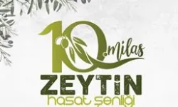 Milas'ta zeytin hasat şenliği için geri sayım başladı