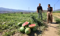 Efes Selçuk’ta karpuz tarlasında umut filizlendi! Üretici çaresiz, belediye destekte