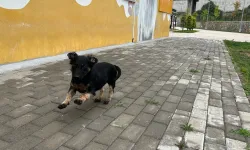 Zifte bulanmıştı, rehabilitasyonla yaşama tutundu