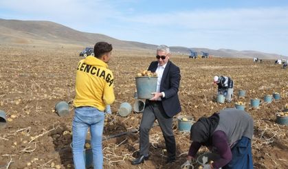 Gümüşhane’de Patates Hasadı Başladı