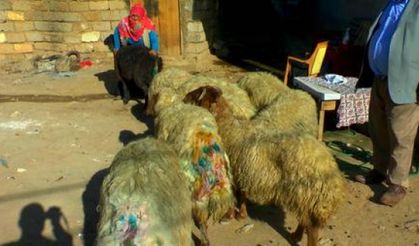Aç kalan sokak köpekleri koyunlara saldırdı!