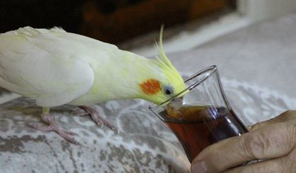 Çay Tiryakisi Papağan 'Limon'