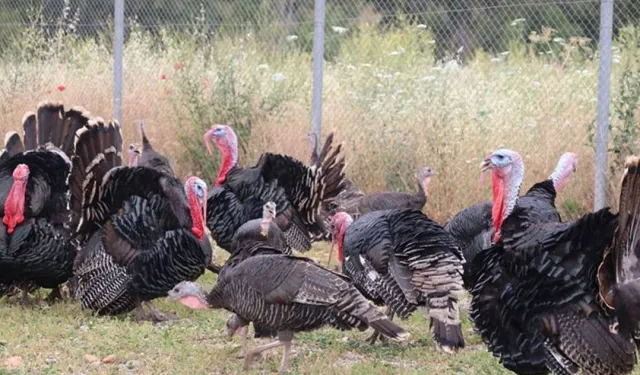 Hindi eti üretimi 9 ayda yüzde 16,7 arttı